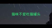 猫咪不爱吃猫罐头