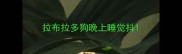 拉布拉多狗晚上睡觉抖