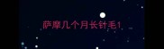 萨摩几个月长针毛