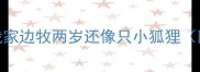 姐妹们我家边牧两岁还像只小狐狸附对比图
