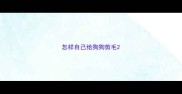 怎样自己给狗狗剪毛