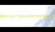 哈士奇追咬猫狗怎么办专业训犬师5大防咬策略附训练视频