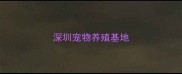 深圳宠物养殖基地