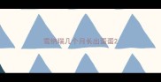 雪纳瑞几个月长出蛋蛋