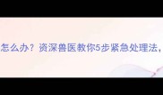 哈士奇拉稀不消化怎么办资深兽医教你5步紧急处理法附饮食调理指南