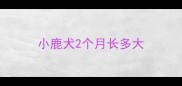 小鹿犬2个月长多大
