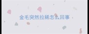 金毛突然拉稀怎么回事