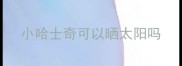 小哈士奇可以晒太阳吗