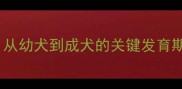 泰迪犬成长时间表从幼犬到成犬的关键发育期0-24月全攻略