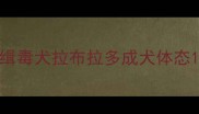 缉毒犬拉布拉多成犬体态