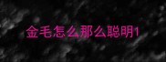 金毛怎么那么聪明