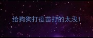 给狗狗打疫苗打的太浅