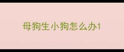 母狗生小狗怎么办