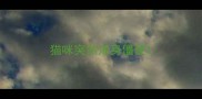 猫咪突然浑身僵硬