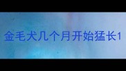 金毛犬几个月开始猛长