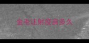 金毛注射疫苗多久