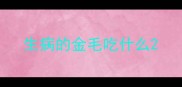 生病的金毛吃什么