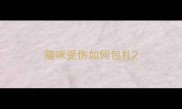 猫咪受伤如何包扎