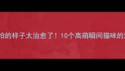 猫咪不害怕的样子太治愈了10个高萌瞬间猫咪的淡定基因