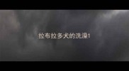 拉布拉多犬的洗澡