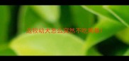 边牧幼犬怎么突然不吃狗粮