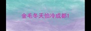 金毛冬天怕冷成都