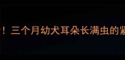 边牧家长必看三个月幼犬耳朵长满虫的紧急处理指南