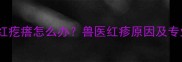 哈士奇肚皮红疙瘩怎么办兽医红疹原因及专业处理指南