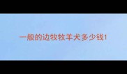 一般的边牧牧羊犬多少钱