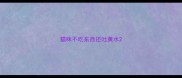 猫咪不吃东西还吐黄水