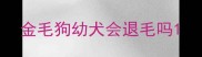 金毛狗幼犬会退毛吗