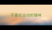 不喜欢运动的猫咪