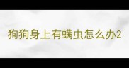 狗狗身上有螨虫怎么办