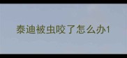 泰迪被虫咬了怎么办