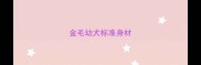 金毛幼犬标准身材
