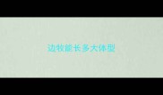 边牧能长多大体型