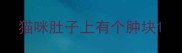 猫咪肚子上有个肿块