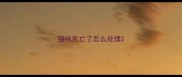猫咪死亡了怎么处理