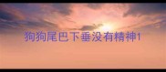 狗狗尾巴下垂没有精神