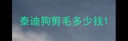 泰迪狗剪毛多少钱