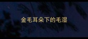 金毛耳朵下的毛湿