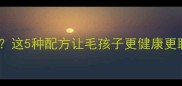 边牧吃哪款狗粮好这5种配方让毛孩子更健康更聪明附选购指南