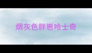 烟灰色胖崽哈士奇