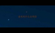 金毛吃什么会有奶