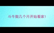 斗牛獒几个月开始看家
