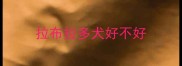 拉布拉多犬好不好