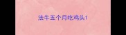 法牛五个月吃鸡头