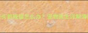 狗狗被蜱虫叮咬后头部残留怎么办宠物医生详解清除方法和预防措施