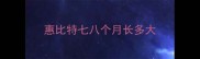 惠比特七八个月长多大