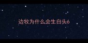 边牧为什么会生白头6